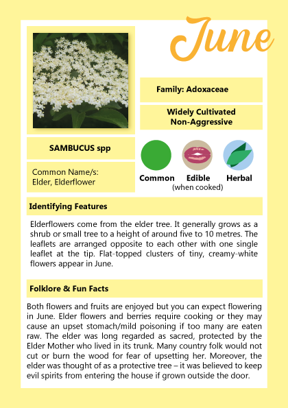 Elder Flowers June Info Card